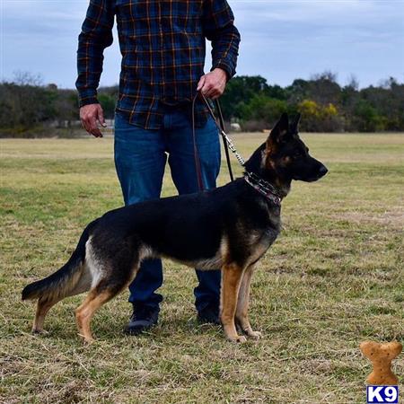 German Shepherd dog